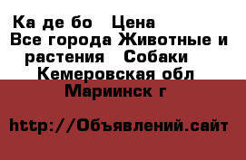 Ка де бо › Цена ­ 25 000 - Все города Животные и растения » Собаки   . Кемеровская обл.,Мариинск г.